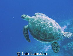 Green Turtle glides on by by Iain Lumsden 